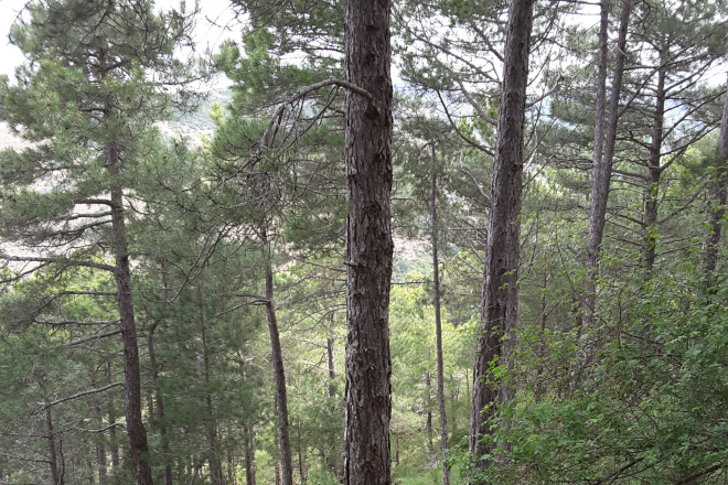 Pinar del pino salgareño en Valdiguara
