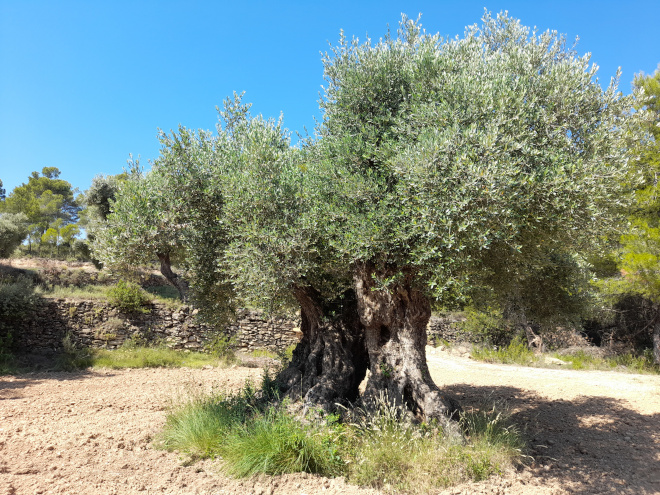 Olivera Milenaria de Cervera