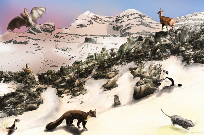 Dibujo de los mamíferos del Parque Nacional de Ordesa y Monte Perdido