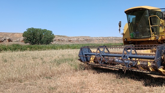Cosechadora en campo de cereal