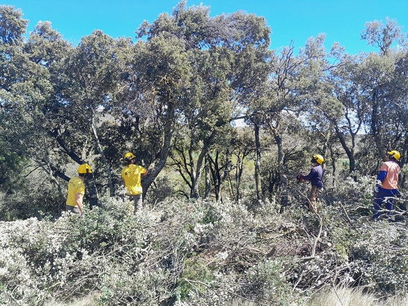 Brigadistas forestales realizando trabajos preventivos